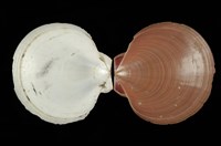 藏品(亞洲日月蛤)的圖片